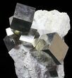 Museum Quality Pyrite Cube Cluster In Matrix - Spain #50697-3